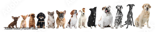 Photography Row of different dogs from smallest to largest on white background, collage