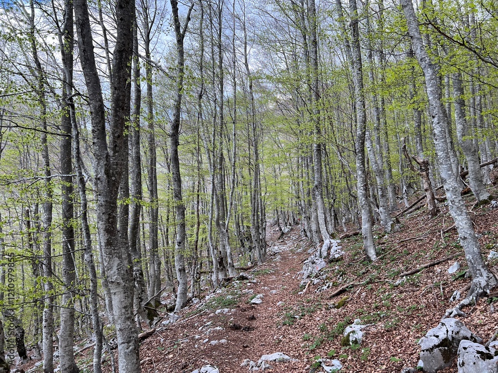 Fototapeta premium Premuzic hiking trail or Premuzic Trail - Velebit Nature Park, Croatia or Premuzic-Wanderweg or Premuzic's Trail (Pješački planinarski put Premužićeva staza - Park prirode Velebit, Hrvatska)
