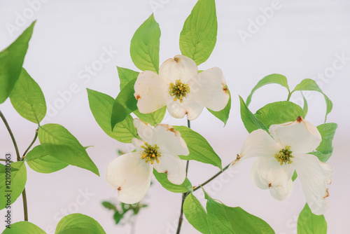 Dogwood branches 