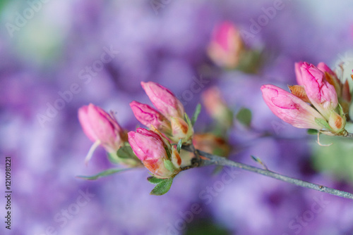 Azalea blossoms in a bouquet on a farmhouse table