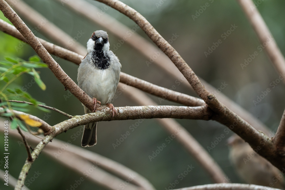 Naklejka premium House Sparrow (Passer domesticus). The house sparrow is strongly associated with human habitation and can live in urban or rural settings.