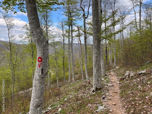 Wallpaper Mural Premuzic hiking trail or Premuzic Trail - Velebit Nature Park, Croatia or Premuzic-Wanderweg or Premuzic's Trail (Pješački planinarski put Premužićeva staza - Park prirode Velebit, Hrvatska) Torontodigital.ca