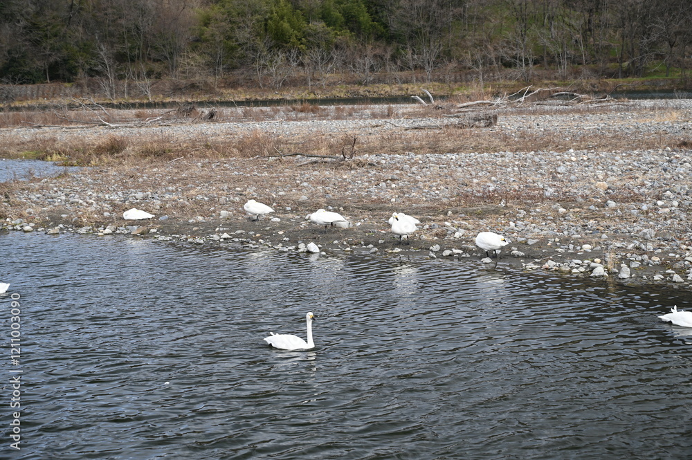 白鳥湖 白鳥湖