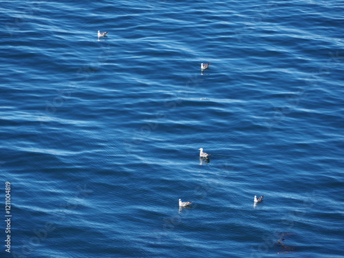 Gaviotas en el mar, Chile