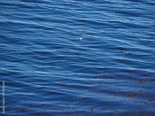 Gaviota sobrevolando el mar, Chile