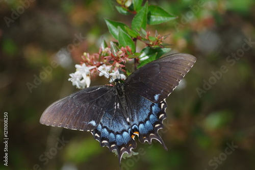 Canvas Print black and blue butterfly on a flower