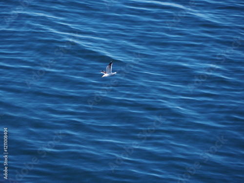 Gaviota sobrevolando el mar, Chile