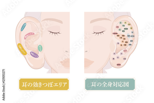 耳つぼの位置・耳にある効きツボ・耳つぼ全身対応図