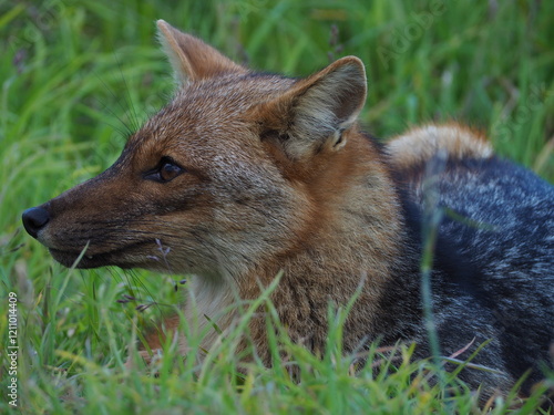 Zorro culpeo en la patagonia chilena