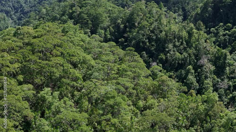 Experience a cinematic panoramic aerial of the lush Philippine mountain rainforests in Northern Mindanao. Filmed in Bad As Placer, Surigao del Norte, witness vibrant ecosystems, untouched nature Experience a cinematic panoramic aerial of the lush Philippine mountain rainforests in Northern Mindanao. Filmed in Bad As Placer, Surigao del Norte, witness vibrant ecosystems, untouched nature