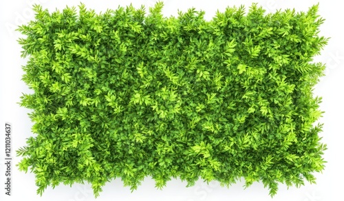 A rectangular, green boxwood hedge with a white background, isolated on the edges. The photo is taken from above and captures an overhead view of the entire scene. 