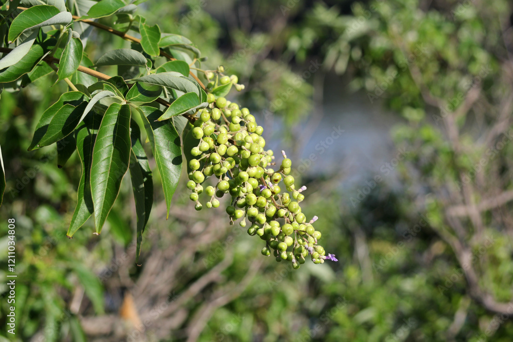 Flowers and green berries on a mangrove tree near the ocean Flowers and green berries on a mangrove tree near the ocean