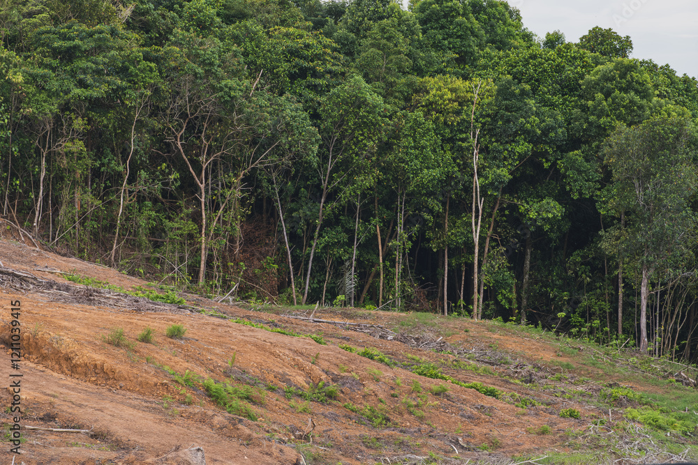 Fototapeta premium Environmental Impact of Deforestation