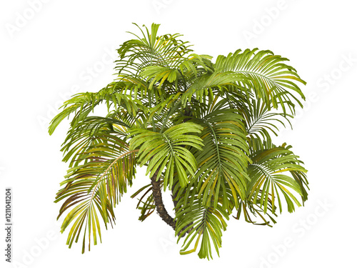 Single palm Tree PNG isolated on transparent background. big old palm plant with large green leaves. Areca Palm. Arenga engleri Plant. Chamaedorea. PNG bush or shrub outdoor plant. bamboo palm. photo