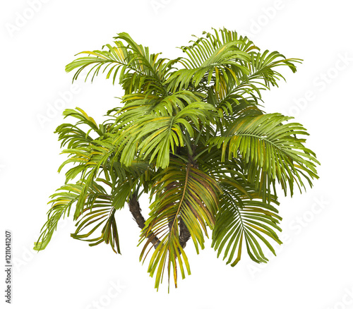 Single palm Tree PNG isolated on transparent background. big old palm plant with large green leaves. Areca Palm. Arenga engleri Plant. Chamaedorea. PNG bush or shrub outdoor plant. bamboo palm. photo