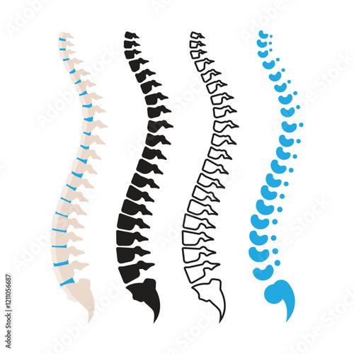 Human Spine Bone Vector Illustration