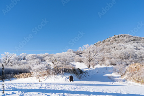 Wallpaper Mural 美しい霧氷の木々と青空 Torontodigital.ca