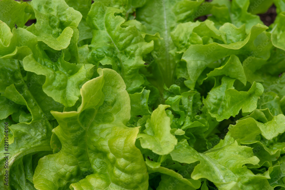 Greening Vegetables in the Garden. Lettuce Plants Greening Vegetables in the Garden. Lettuce Plants