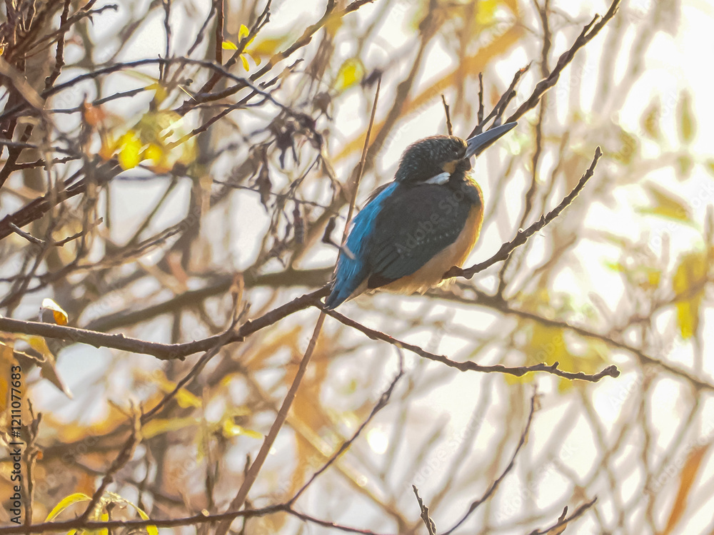 Obraz premium カワセミ