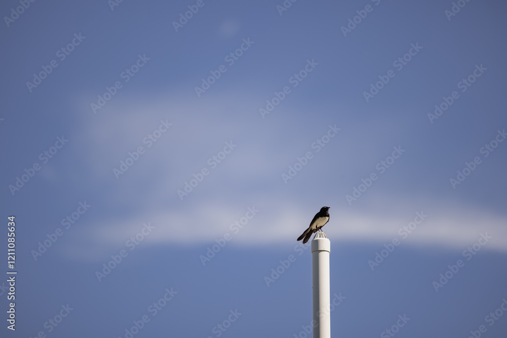 Willie Wagtail standing on pole against blue sky with wispy clouds Willie Wagtail standing on pole against blue sky with wispy clouds
