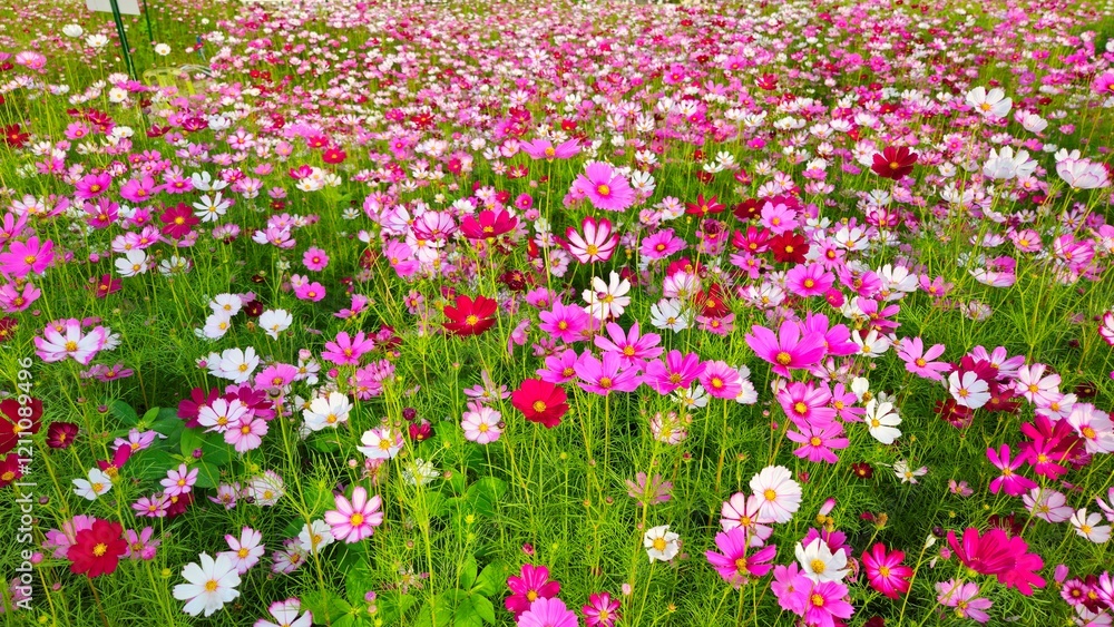 Naklejka premium Cosmos flower, commonly called the garden cosmos or Mexican aster. Various colors flowers bloom in the garden in Mekong Delta Vietnam.