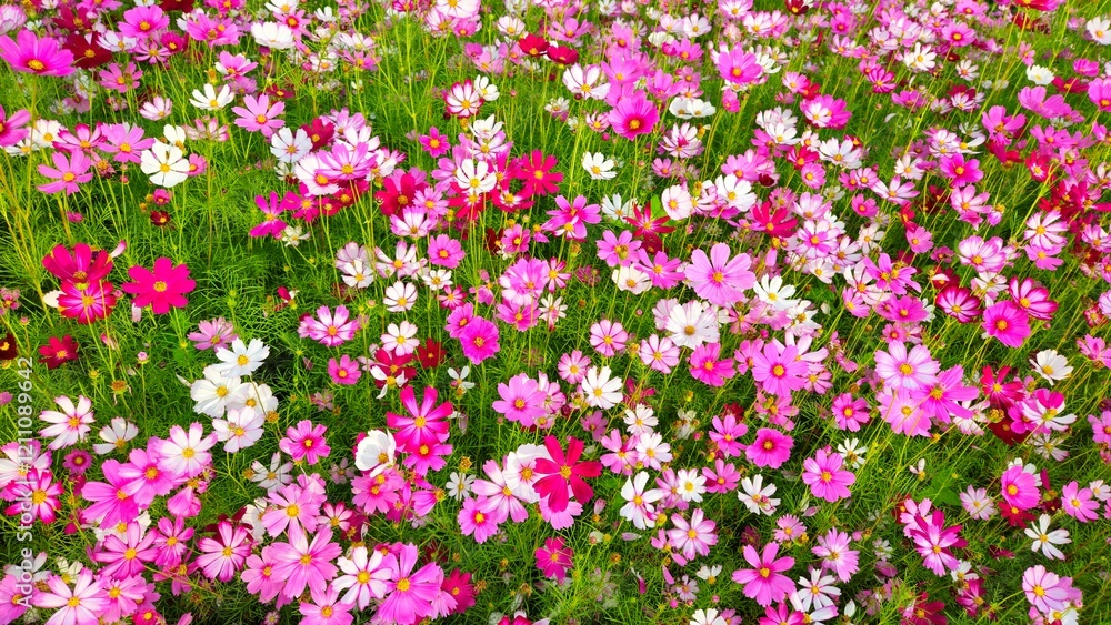 Cosmos flower, commonly called the garden cosmos or Mexican aster. Various colors flowers bloom in the garden in Mekong Delta Vietnam. Cosmos flower, commonly called the garden cosmos or Mexican aster. Various colors flowers bloom in the garden in Mekong Delta Vietnam.