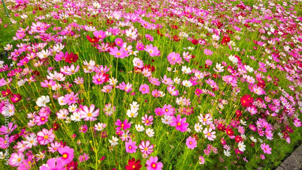 Cosmos flower, commonly called the garden cosmos or Mexican aster. Various colors flowers bloom in the garden in Mekong Delta Vietnam. Cosmos flower, commonly called the garden cosmos or Mexican aster. Various colors flowers bloom in the garden in Mekong Delta Vietnam.