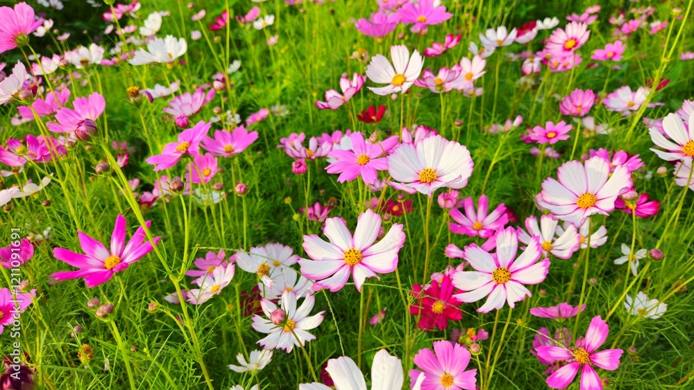 Cosmos flower, commonly called the garden cosmos or Mexican aster. Various colors flowers bloom in the garden in Mekong Delta Vietnam. Cosmos flower, commonly called the garden cosmos or Mexican aster. Various colors flowers bloom in the garden in Mekong Delta Vietnam.