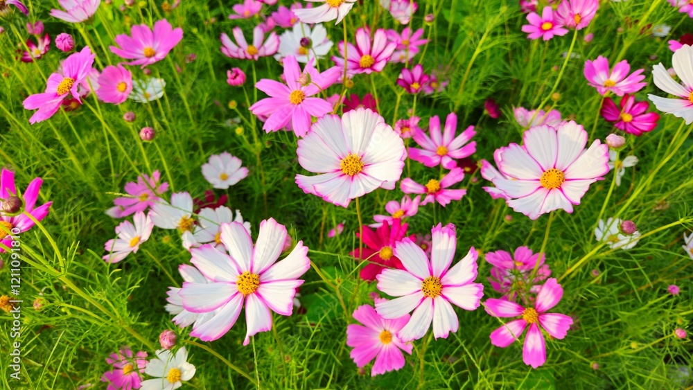 Cosmos flower, commonly called the garden cosmos or Mexican aster. Various colors flowers bloom in the garden in Mekong Delta Vietnam. Cosmos flower, commonly called the garden cosmos or Mexican aster. Various colors flowers bloom in the garden in Mekong Delta Vietnam.