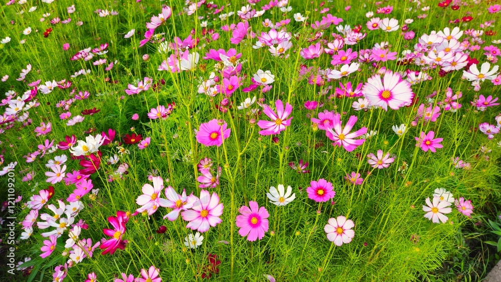 Cosmos flower, commonly called the garden cosmos or Mexican aster. Various colors flowers bloom in the garden in Mekong Delta Vietnam. Cosmos flower, commonly called the garden cosmos or Mexican aster. Various colors flowers bloom in the garden in Mekong Delta Vietnam.