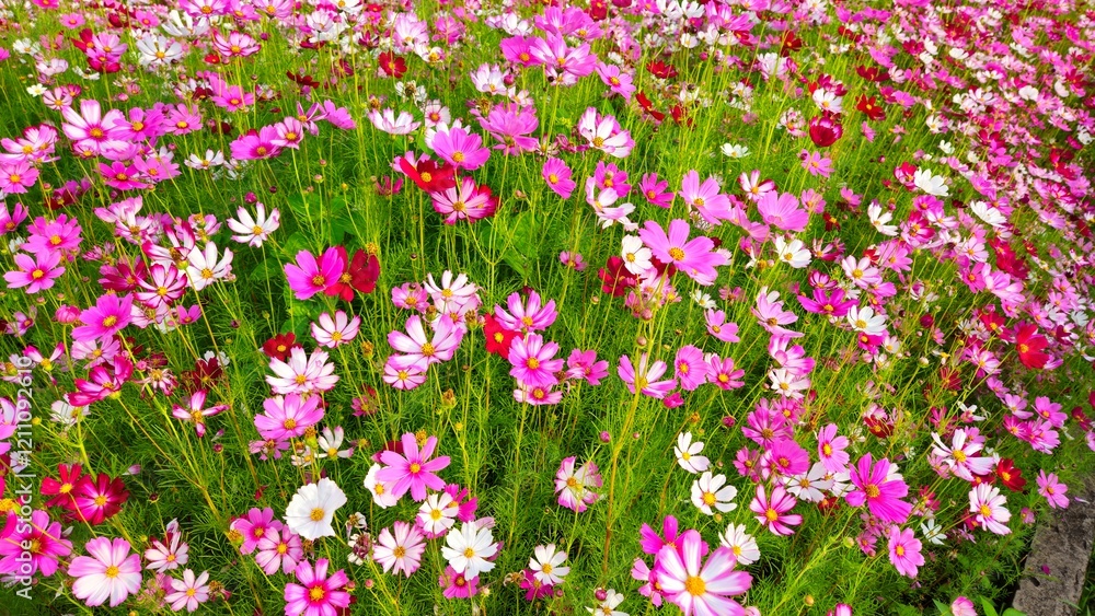 Naklejka premium Cosmos flower, commonly called the garden cosmos or Mexican aster. Various colors flowers bloom in the garden in Mekong Delta Vietnam.