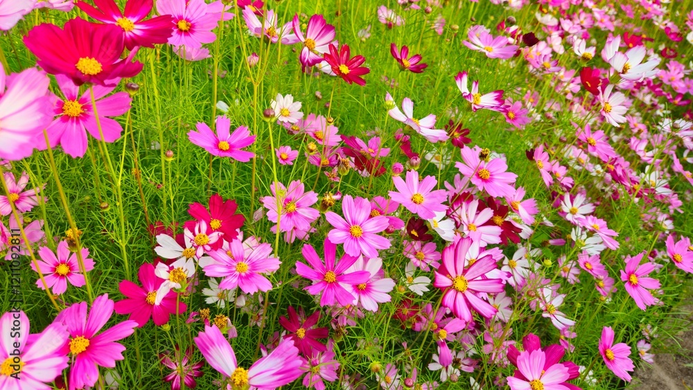 Obraz premium Cosmos flower, commonly called the garden cosmos or Mexican aster. Various colors flowers bloom in the garden in Mekong Delta Vietnam.