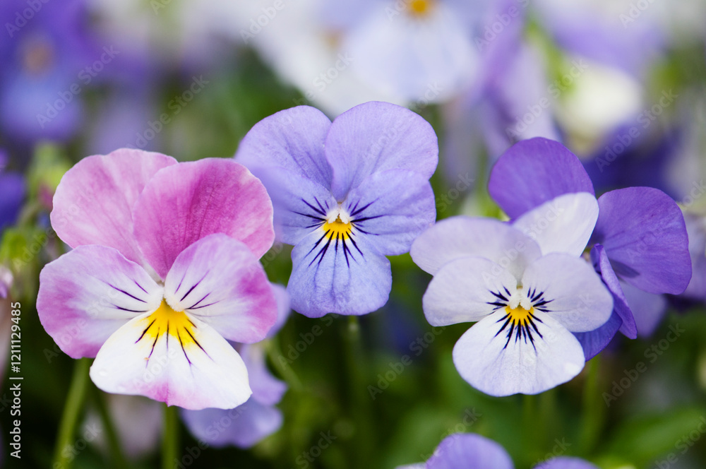 Viola Sorbet Yesterday Today And Tomorrow Pansy Flowers and Unfolding Pink Pansy. Viola cornuta, Horned Pansy, Viola x wittrockiana Viola Sorbet Yesterday Today And Tomorrow Pansy Flowers and Unfolding Pink Pansy. Viola cornuta, Horned Pansy, Viola x wittrockiana