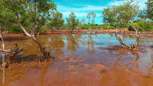 a mangrove forest, a unique ecosystem found in coastal intertidal zones. Mangroves are trees and shrubs adapted to salty water, loose, wet soils, and periodic submersion by tides. 