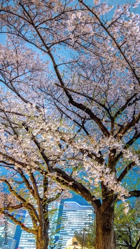 Wallpaper Mural  横浜みなとみらいのビル街を背景にした夜桜_タイムラプ（縦型ビデオ）左向パン Torontodigital.ca