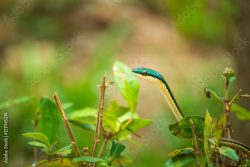 Serpiente verde posando sobre un arbusto photo