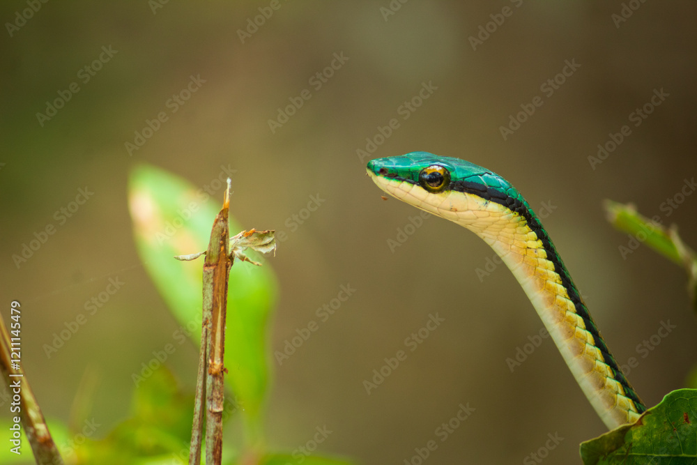 Fototapeta premium Acercamiento a serpiente verde posando sobre un arbusto