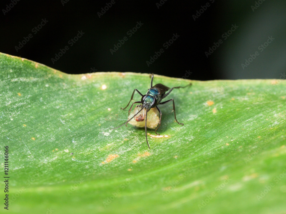 Wasp with a spider Wasp with a spider