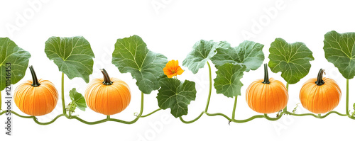 Small Pumpkins Growing on Vine with Leaves and Flower, Isolated on Transparent Background