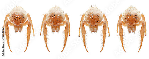 Four Spider Cephalothorax Close-up Shots Isolated on a Transparent Background photo