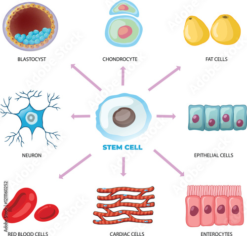 Types of stem cell differentiation illustration