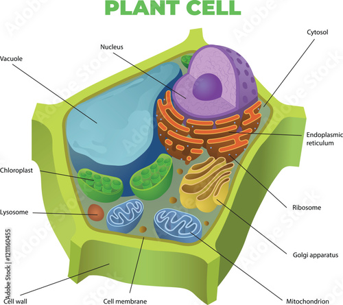 illustration of plant cell diagram