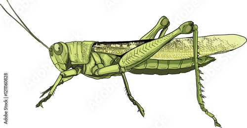  detailed illustration of Grasshopper anatomy