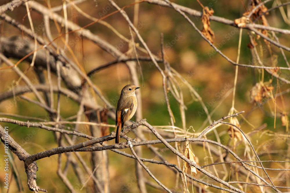 Naklejka premium 日差しを浴びてのんびりするジョウビタキ