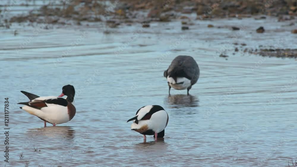 Common Shelduck, Tadorna tadorna - Birds in the environment during winter migration Common Shelduck, Tadorna tadorna - Birds in the environment during winter migration