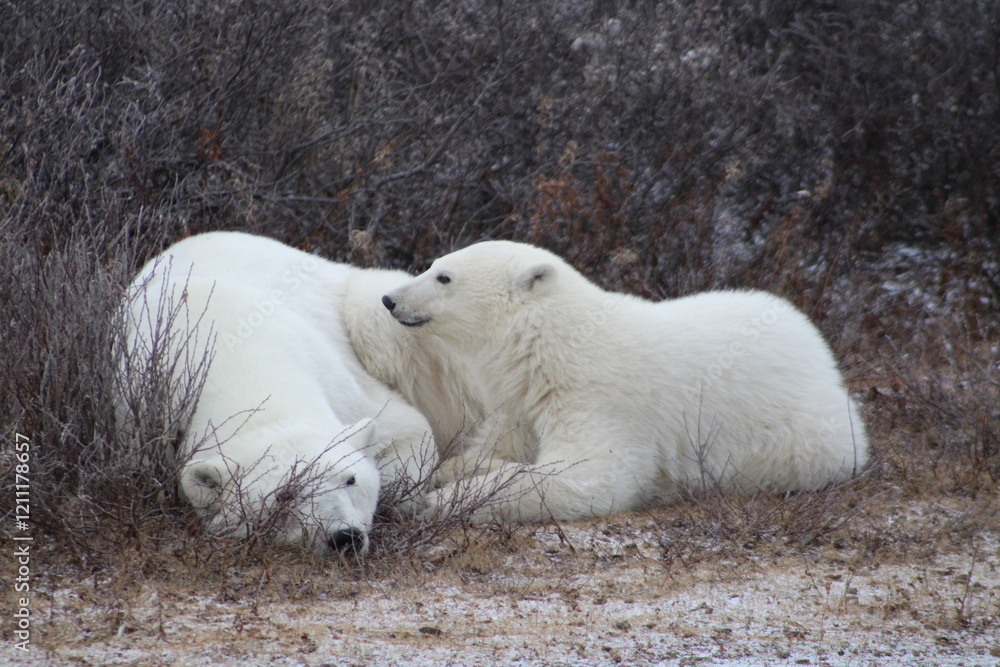 Polar Bear expedition in Churchill Manitoba, Canadá Polar Bear expedition in Churchill Manitoba, Canadá