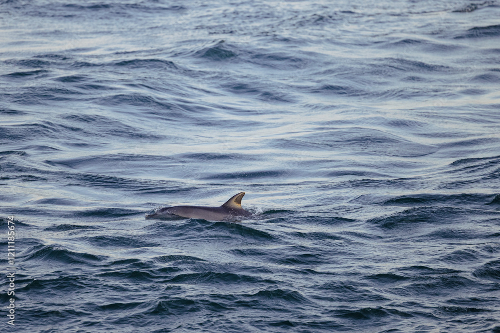 Obraz premium Dolphin fin emerging from rough ocean water
