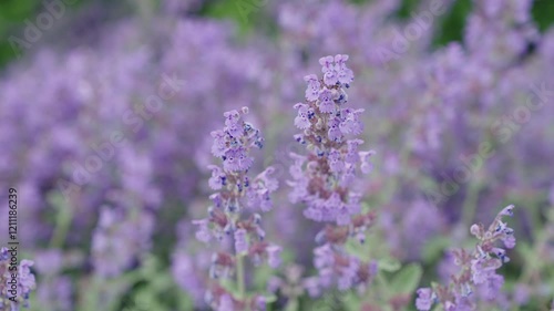 Catnip flower Nepeta cataria blossoming in a garden on summer day nature outdoor, slow motion photo