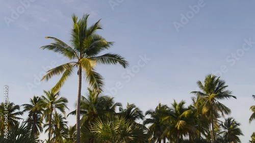 Wallpaper Mural beautiful coconut trees in Mangrove forests of Madagascar island. Torontodigital.ca