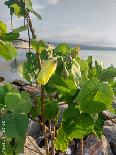 waru or sea dadap (Hibiscus tiliaceus) has beautiful flowers. This tree provides shade on the coast. photo